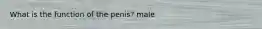 What is the function of the penis? male