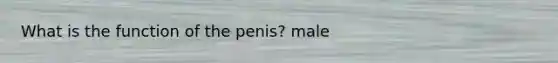 What is the function of the penis? male