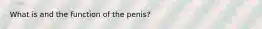 What is and the function of the penis?