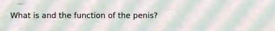 What is and the function of the penis?