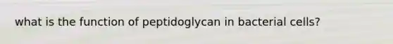 what is the function of peptidoglycan in bacterial cells?