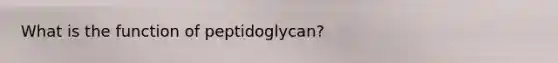 What is the function of peptidoglycan?