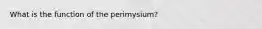 What is the function of the perimysium?