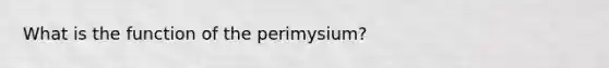 What is the function of the perimysium?