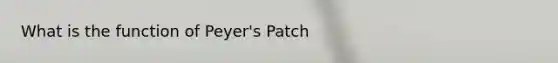 What is the function of Peyer's Patch