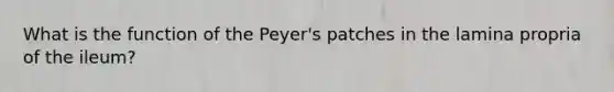 What is the function of the Peyer's patches in the lamina propria of the ileum?