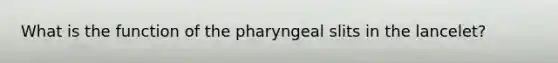 What is the function of the pharyngeal slits in the lancelet?