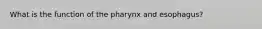 What is the function of the pharynx and esophagus?