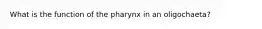 What is the function of the pharynx in an oligochaeta?