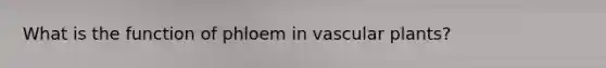 What is the function of phloem in vascular plants?