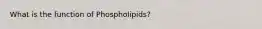 What is the function of Phospholipids?