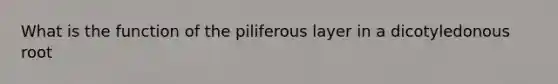 What is the function of the piliferous layer in a dicotyledonous root