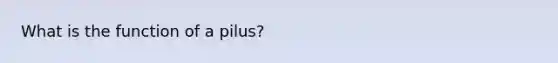 What is the function of a pilus?