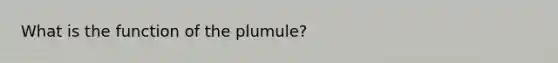 What is the function of the plumule?