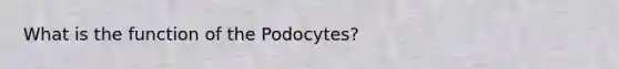 What is the function of the Podocytes?