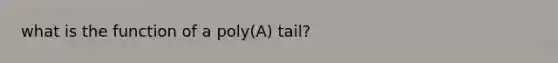 what is the function of a poly(A) tail?