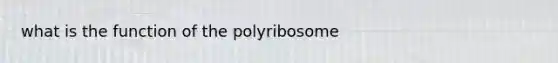 what is the function of the polyribosome