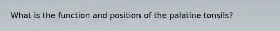 What is the function and position of the palatine tonsils?