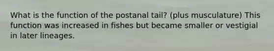 What is the function of the postanal tail? (plus musculature) This function was increased in fishes but became smaller or vestigial in later lineages.