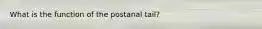 What is the function of the postanal tail?