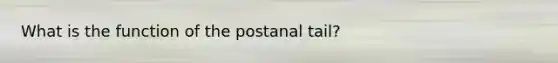 What is the function of the postanal tail?