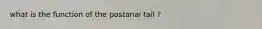what is the function of the postanal tail ?