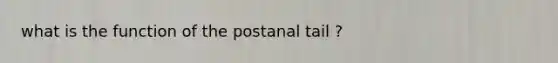 what is the function of the postanal tail ?