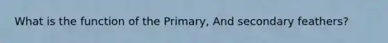 What is the function of the Primary, And secondary feathers?