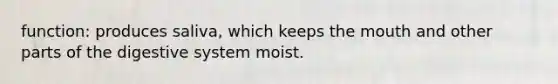 function: produces saliva, which keeps the mouth and other parts of the digestive system moist.