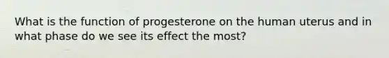 What is the function of progesterone on the human uterus and in what phase do we see its effect the most?