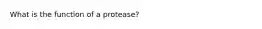 What is the function of a protease?