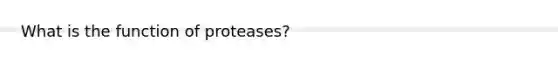 What is the function of proteases?