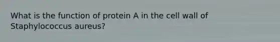 What is the function of protein A in the cell wall of Staphylococcus aureus?