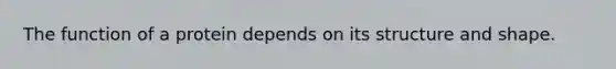The function of a protein depends on its structure and shape.
