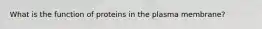 What is the function of proteins in the plasma membrane?