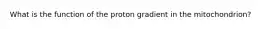 What is the function of the proton gradient in the mitochondrion?