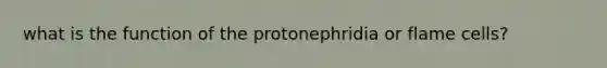 what is the function of the protonephridia or flame cells?