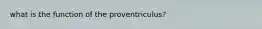 what is the function of the proventriculus?