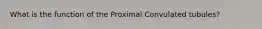 What is the function of the Proximal Convulated tubules?