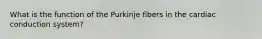 What is the function of the Purkinje fibers in the cardiac conduction system?