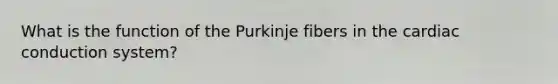 What is the function of the Purkinje fibers in the cardiac conduction system?