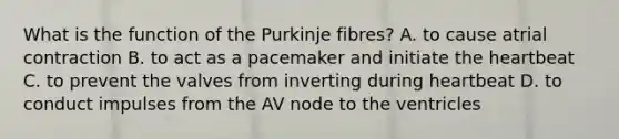 What is the function of the Purkinje fibres? A. to cause atrial contraction B. to act as a pacemaker and initiate the heartbeat C. to prevent the valves from inverting during heartbeat D. to conduct impulses from the AV node to the ventricles