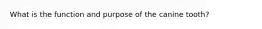 What is the function and purpose of the canine tooth?