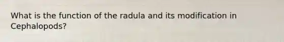 What is the function of the radula and its modification in Cephalopods?