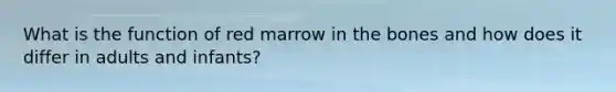 What is the function of red marrow in the bones and how does it differ in adults and infants?