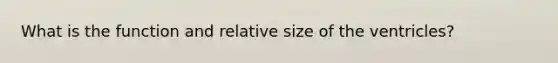 What is the function and relative size of the ventricles?