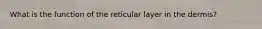 What is the function of the reticular layer in the dermis?