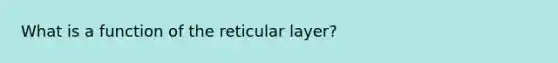 What is a function of the reticular layer?