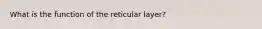 What is the function of the reticular layer?