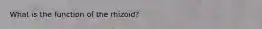 What is the function of the rhizoid?